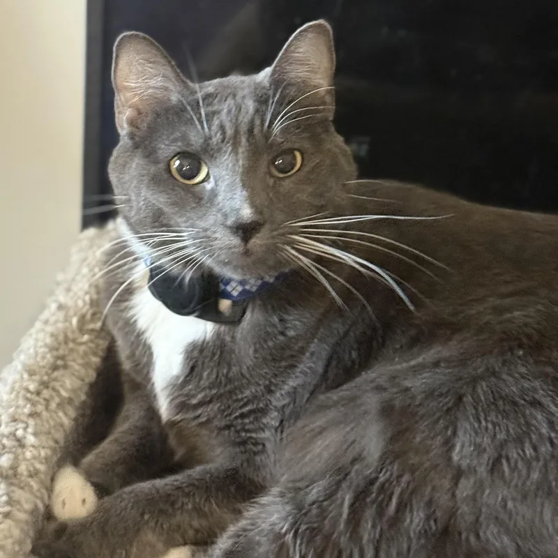 An adult large-sized female Gray & White Domestic Medium Hair cat named Darjeeling for adoption in Sherman Oaks, CA