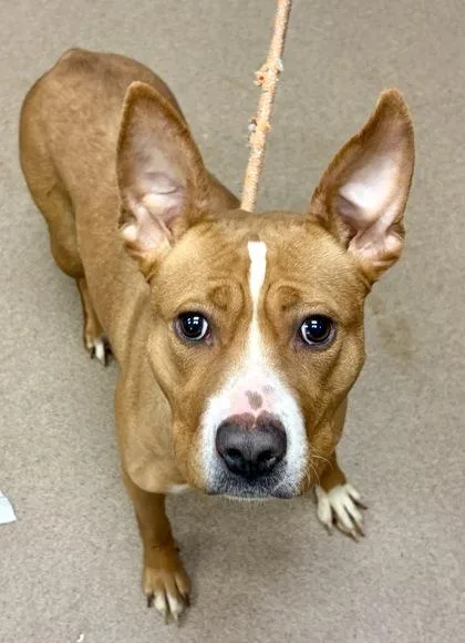 An adult medium-sized female Mixed Breed dog named Margaret for adoption in Chamblee, GA