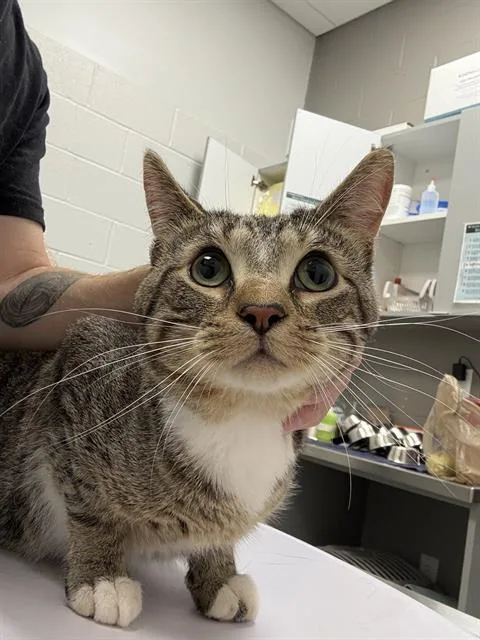 A young small-sized male Domestic Short Hair cat named Maynerd for adoption in Indianapolis, IN
