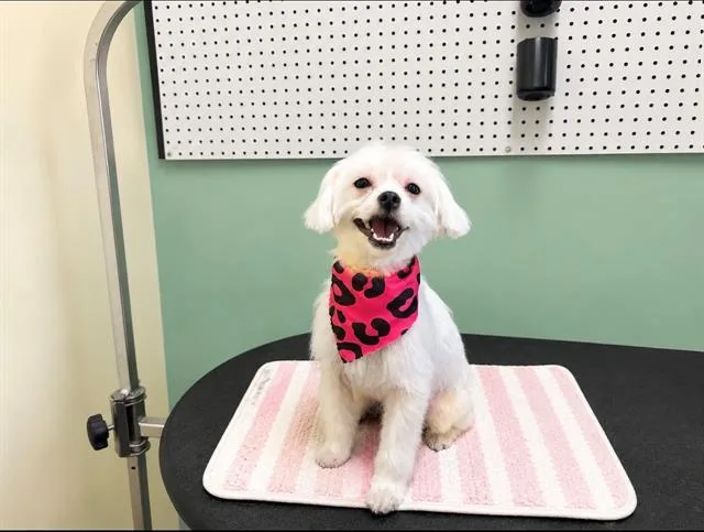 A young small-sized female Maltese dog named Emily for adoption in Tustin, CA