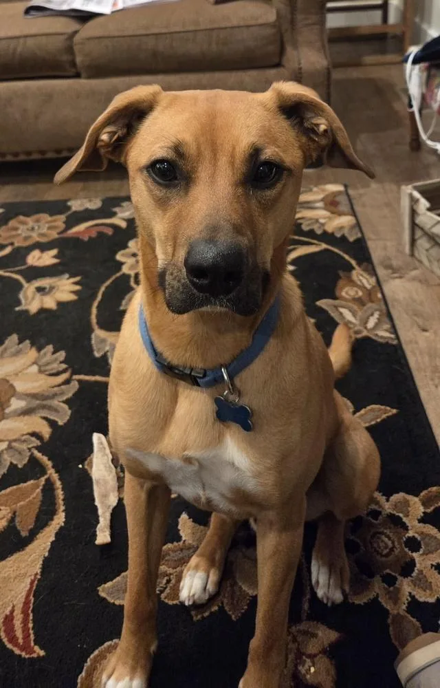 An adult small-sized male Boxer dog named Waldo for adoption in South Bend, IN