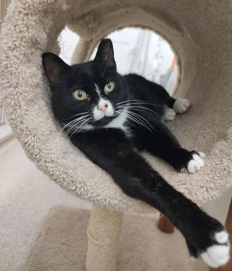 Sylvester Rm thumbnail 2