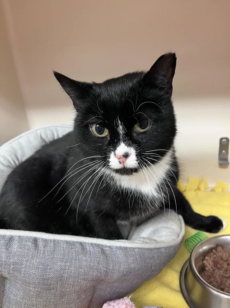 Sylvester Rm thumbnail 3