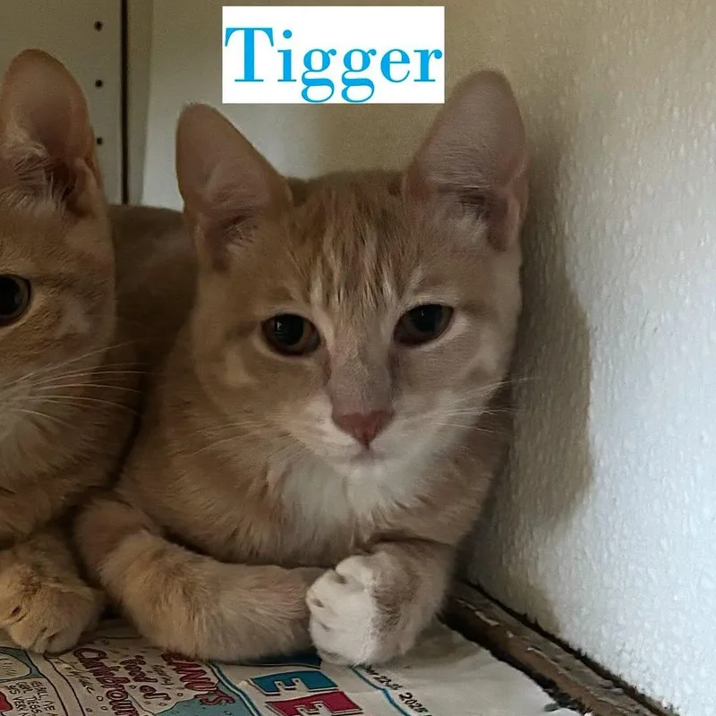 A young small-sized male Cream / Ivory Domestic Short Hair cat named Tigger for adoption in Harlingen, TX