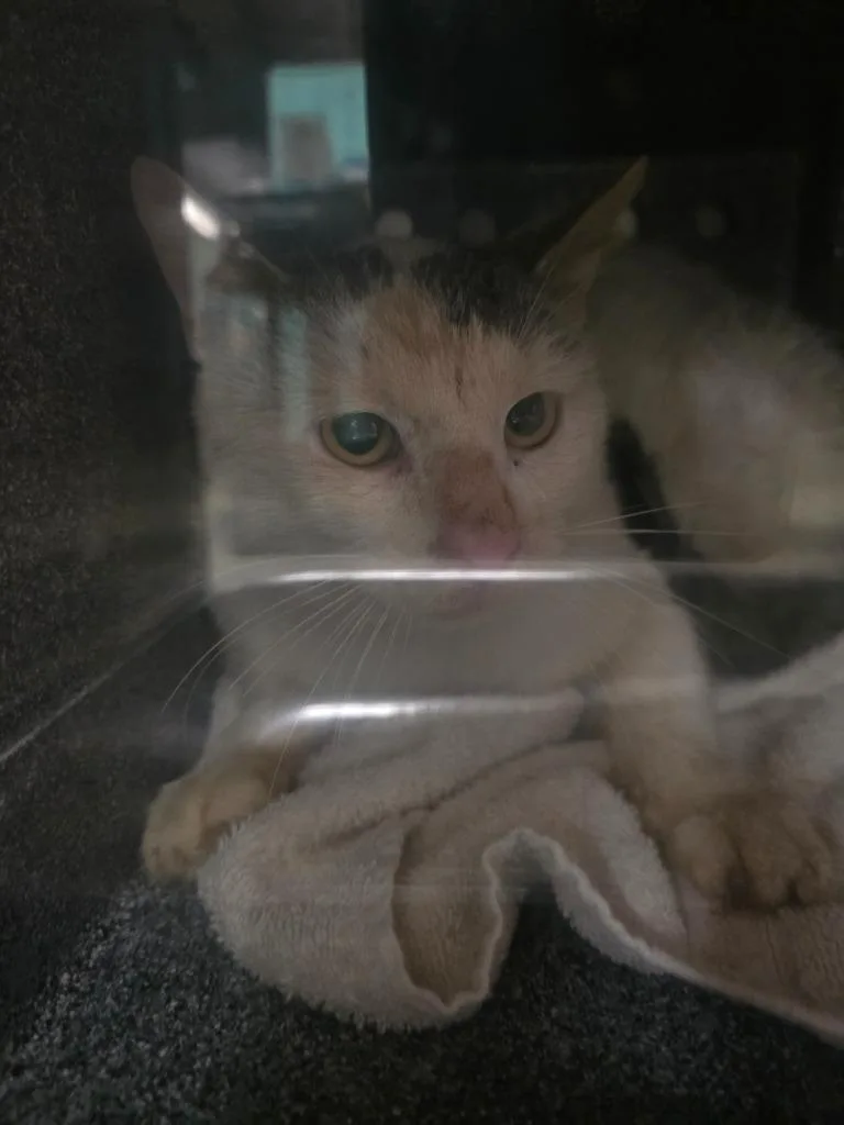 Harry Styles thumbnail 2