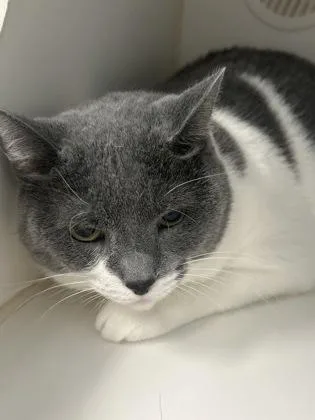 An adult medium-sized female Domestic Short Hair cat named Dixie for adoption in Picayune, MS