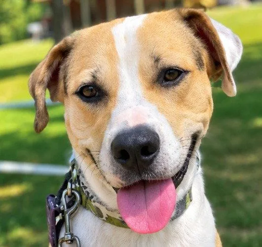 An adult medium-sized male Terrier dog named Max for adoption in Bloomfield, CT