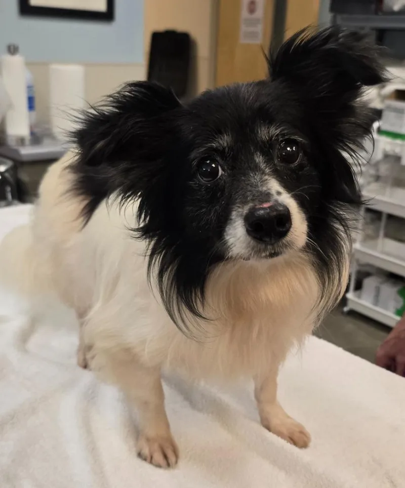 An adult small-sized female Pomeranian dog named Sophia for adoption in Murphysboro, IL