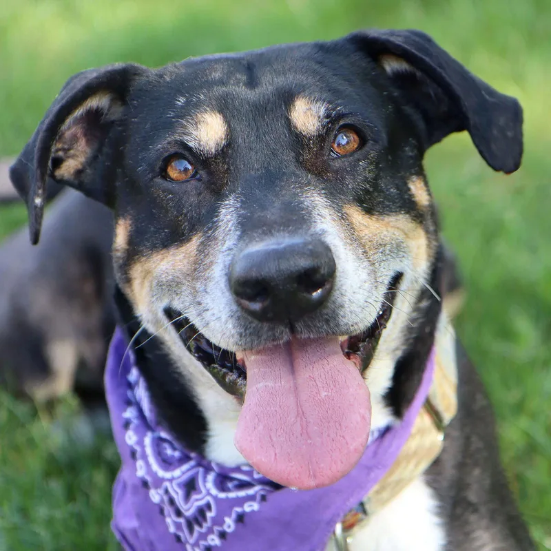 An adult large-sized male Labrador Retriever dog named Mumford for adoption in Kansas City, MO