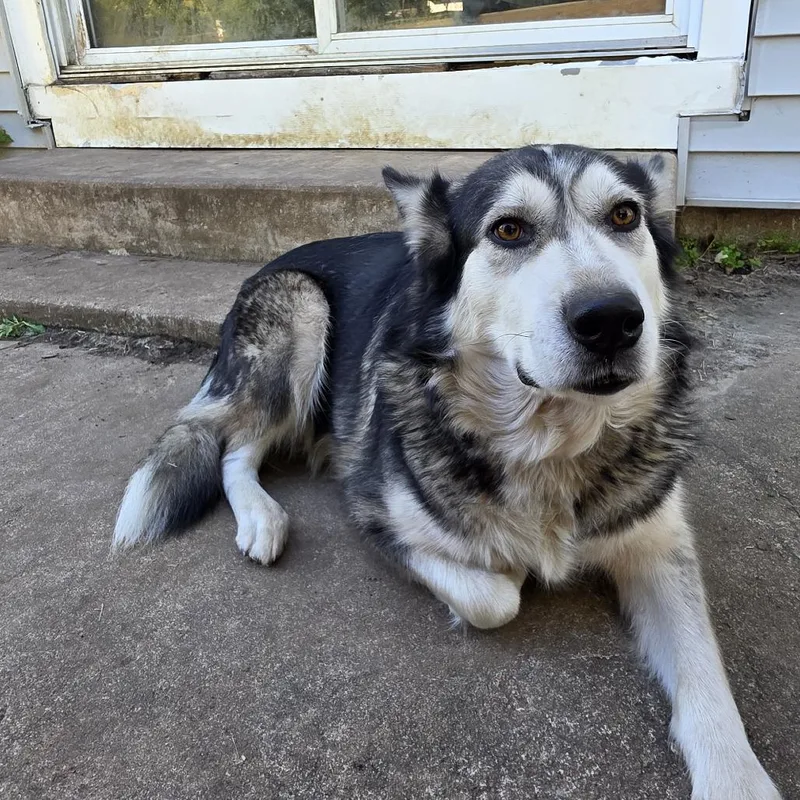 An adult medium-sized female Black Husky dog named Juliette for adoption in Tulsa, OK