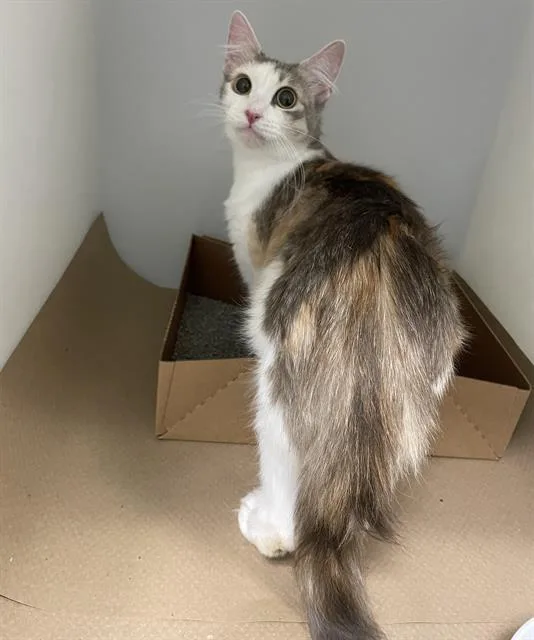 A young medium-sized female Domestic Short Hair cat named Maggie for adoption in Palmetto, FL