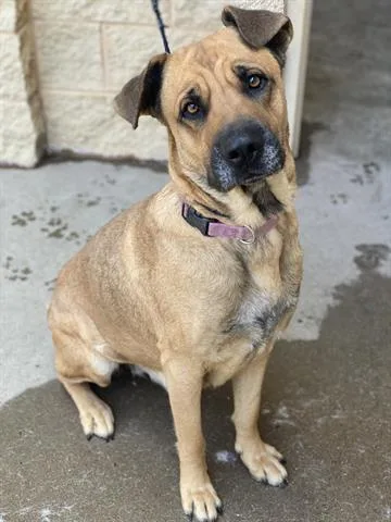 Brownie