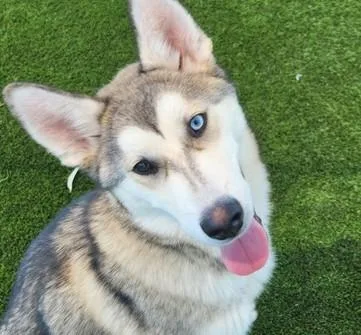 A young medium-sized male Siberian Husky dog named Weber for adoption in Martinez, CA