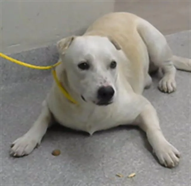 An adult large-sized male Labrador Retriever dog named Colby for adoption in Pasadena, TX