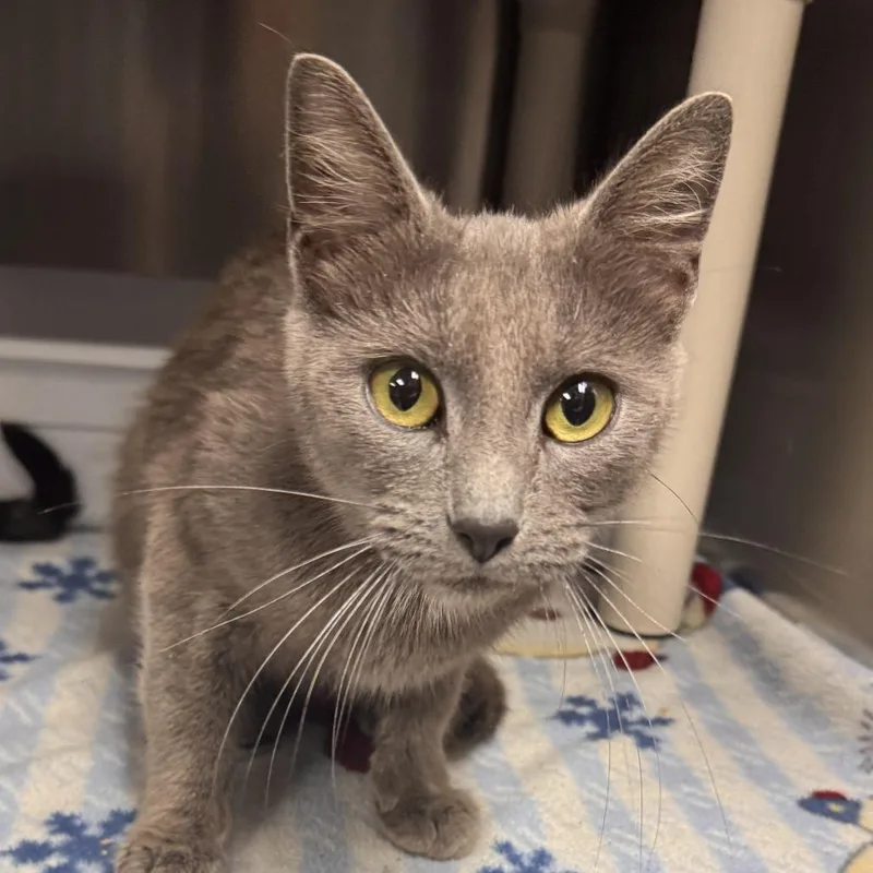 An adult small-sized female Gray / Blue / Silver Domestic Short Hair cat named Sue Bird for adoption in Marion, VA