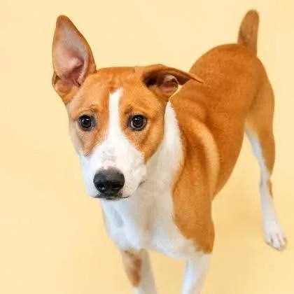 A young medium-sized male Yellow / Tan / Blond / Fawn Terrier dog named Biscuit for adoption in Allentown, PA