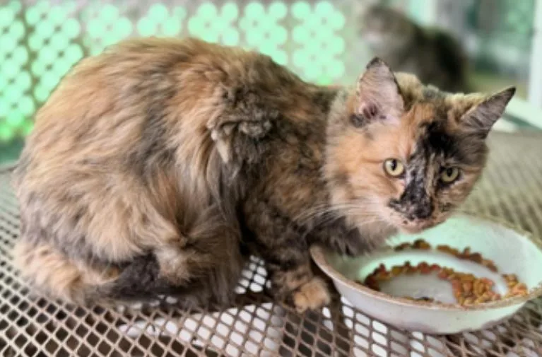 An adult medium-sized female Dilute Tortoiseshell cat named Carmelo for adoption in Johnson City, TN