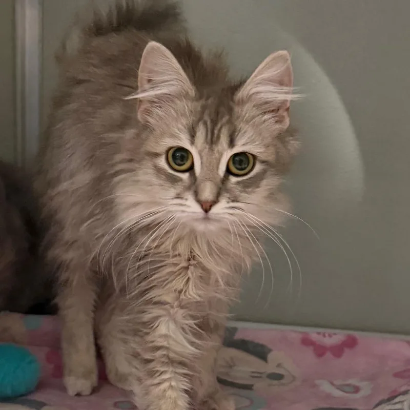 Tullamore thumbnail 2