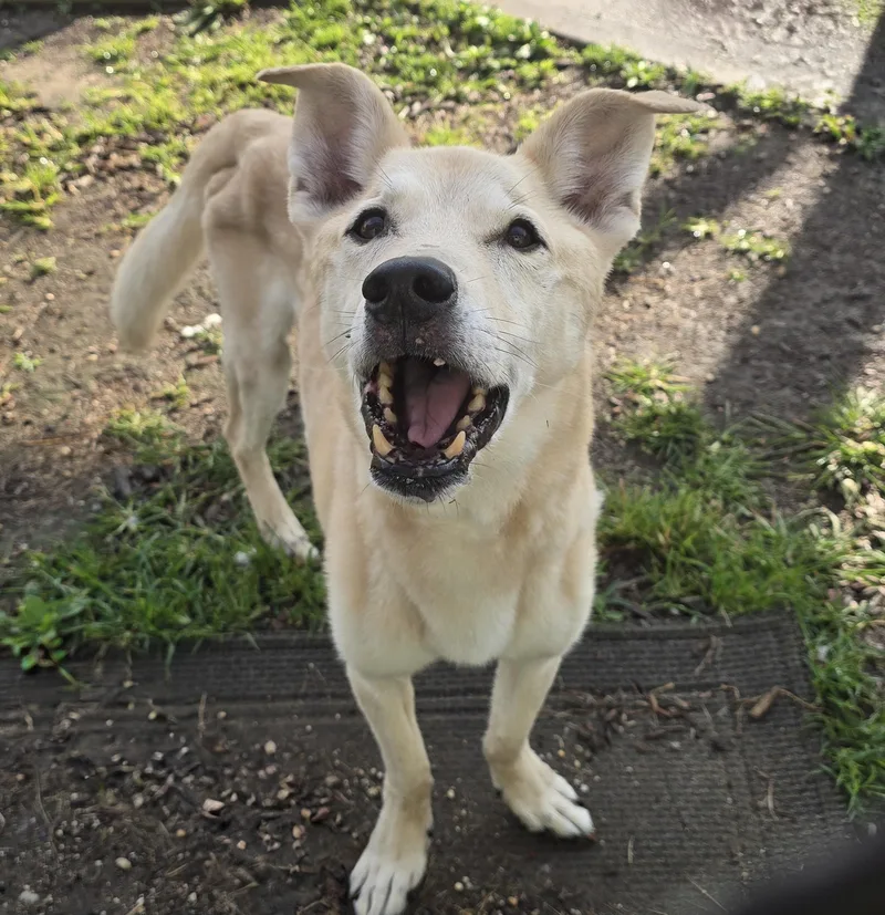 A senior medium-sized male Yellow / Tan / Blond / Fawn Husky dog named Dozer for adoption in Amityville, NY