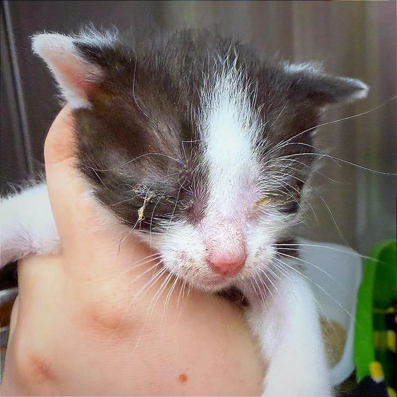 Catpuccino thumbnail 3