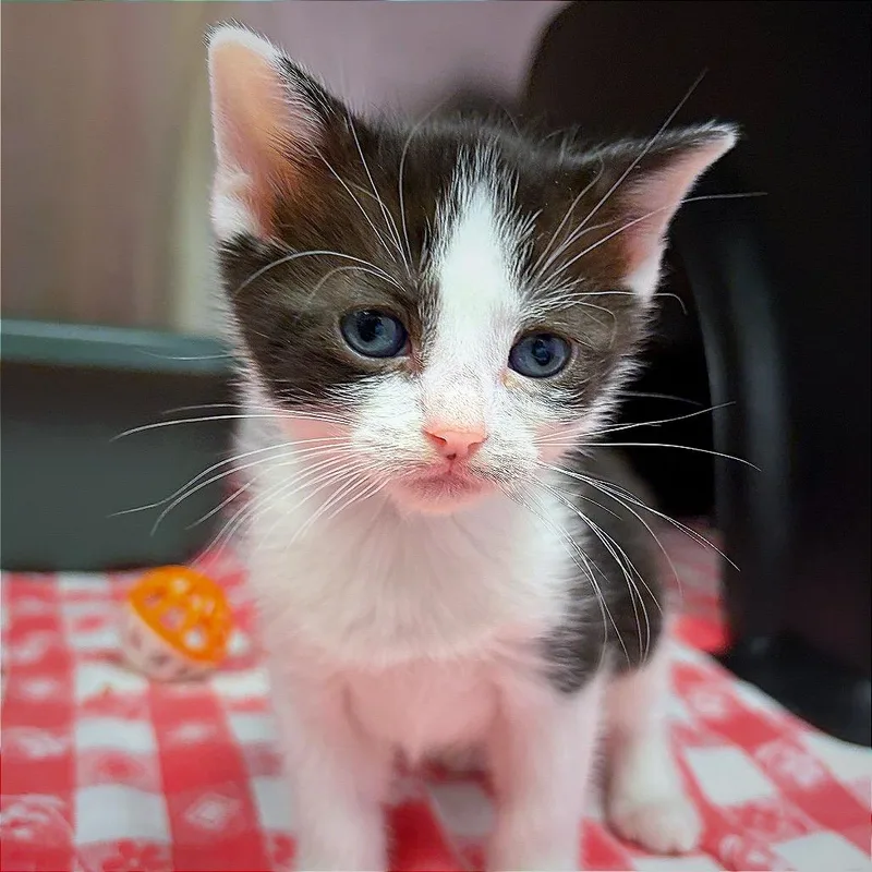 Catpuccino thumbnail 4