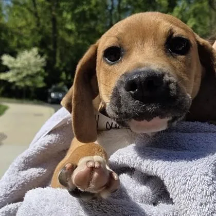 A baby small-sized male Mixed Breed dog named Arby for adoption in Voorhees, NJ