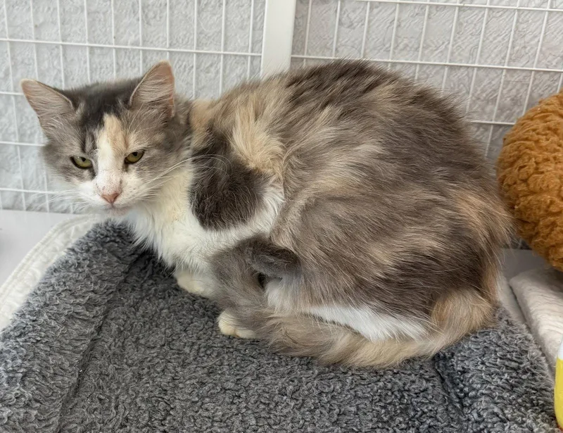 A young medium-sized female Domestic Short Hair cat named Sweet Pea Mc for adoption in Satellite Beach, FL