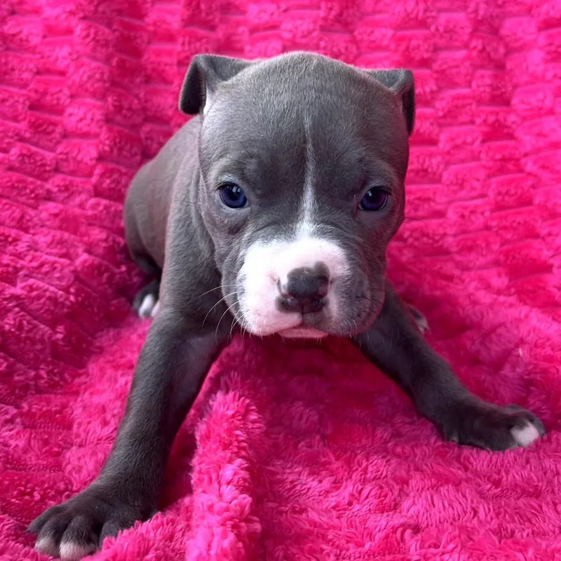 Sunny Sunflower thumbnail 2