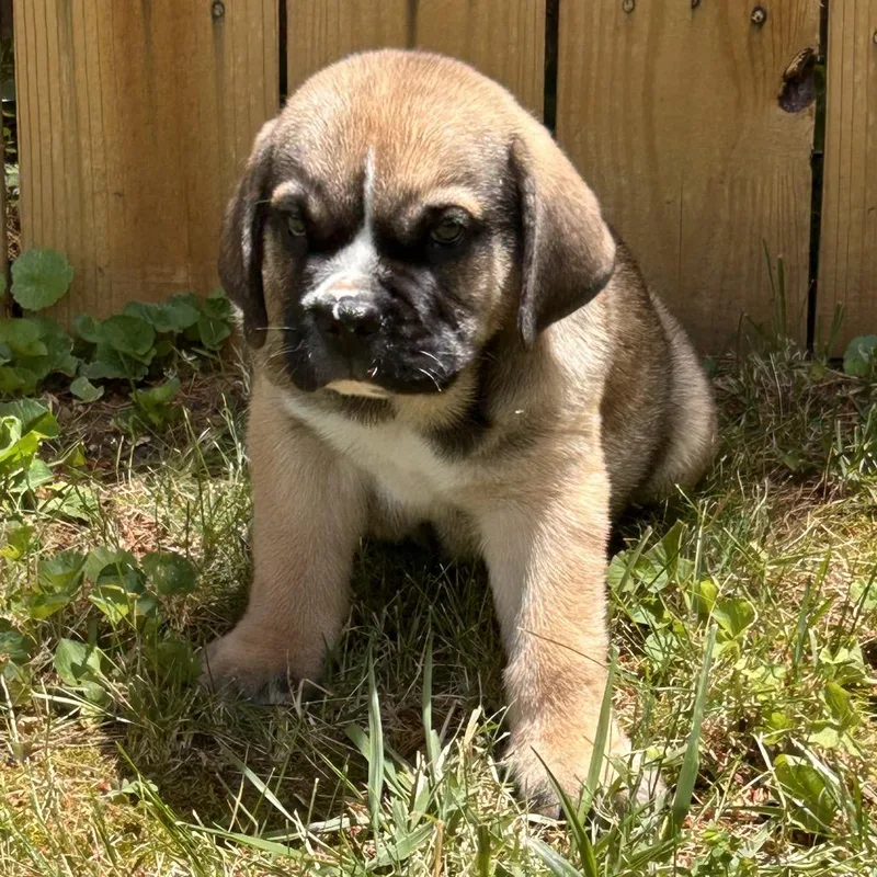 Pudge