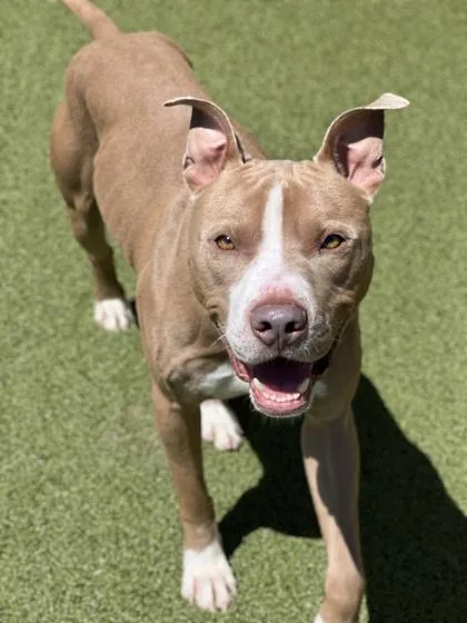 An adult medium-sized male Pit Bull Terrier dog named Armani for adoption in Fishers, IN