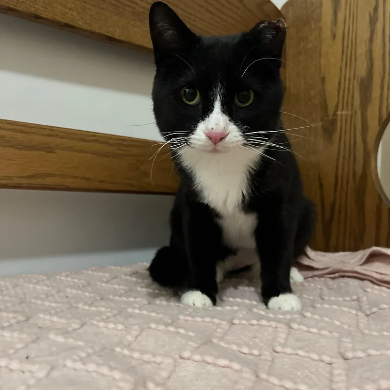 A young medium-sized male Black & White / Tuxedo Domestic Short Hair cat named Hopscotch Bonded With Henry for adoption in Rochester, NY