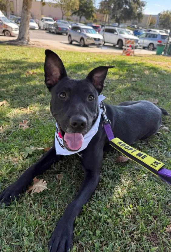 A young medium-sized female Black Labrador Retriever dog named Princess Celestia for adoption in Thousand Oaks, CA