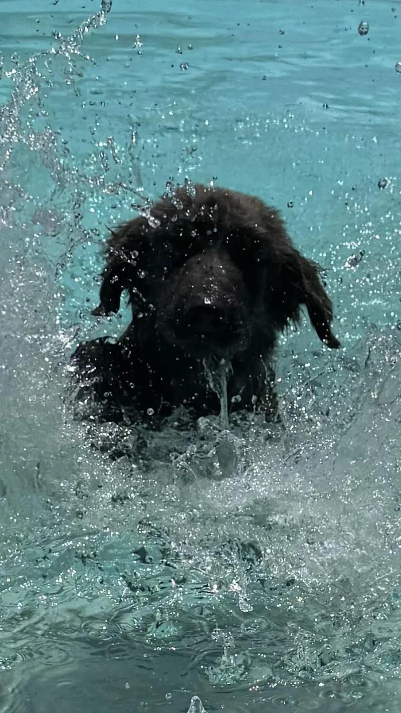 Seraphina Swimmer