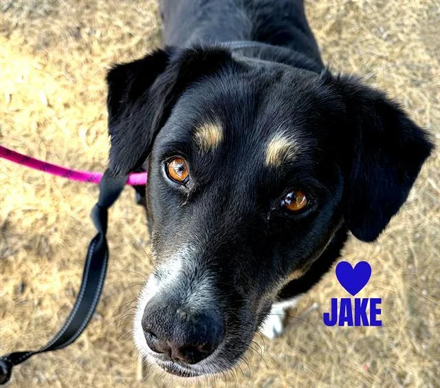 Jake