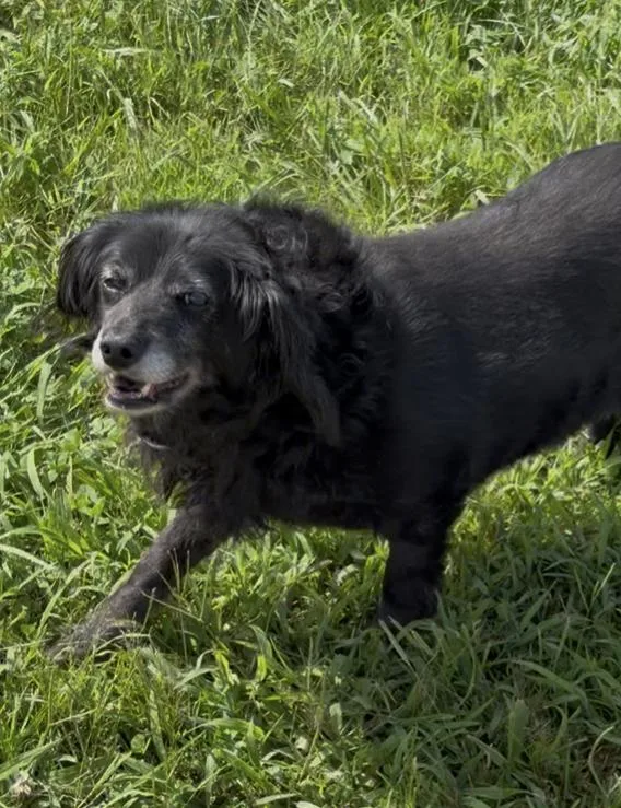 An adult small-sized female Dachshund (Long Haired) dog named Shadow for adoption in Thibodaux, LA