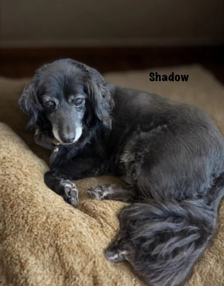 Shadow thumbnail 2