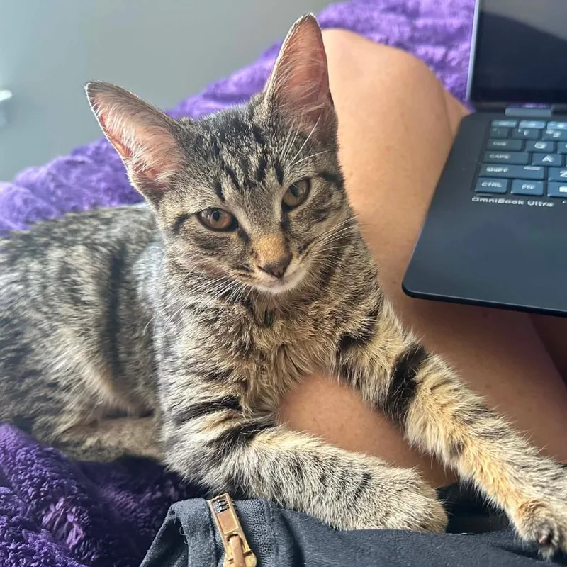 A baby medium-sized female Domestic Short Hair cat named Bingo for adoption in Cumming, GA