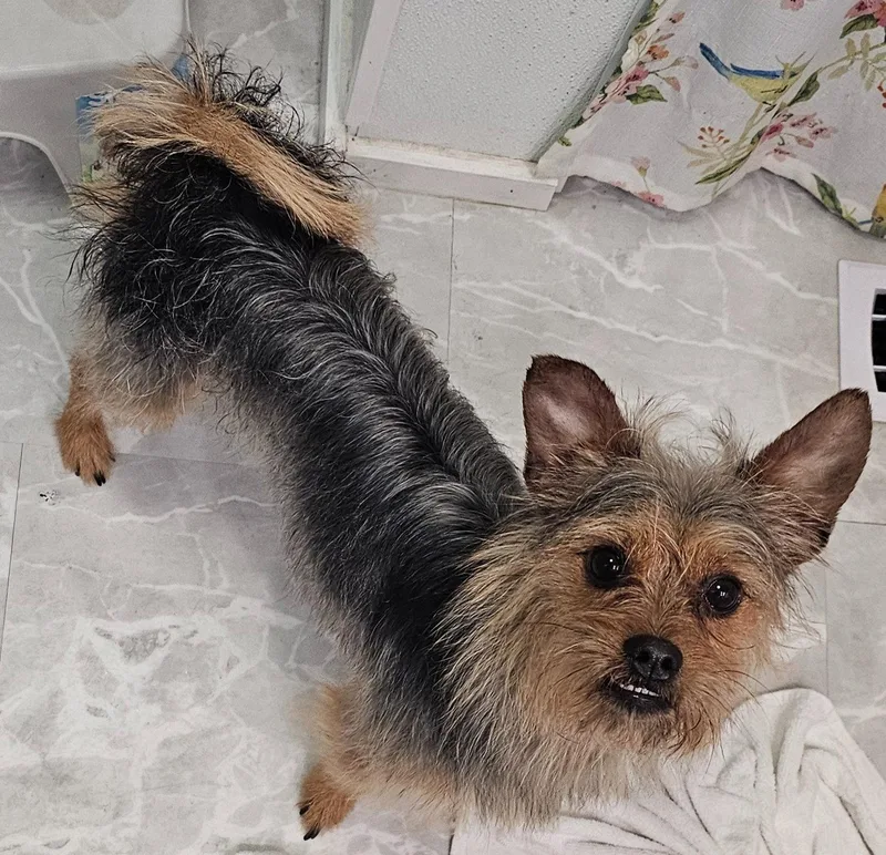 A young small-sized male Yorkshire Terrier dog named Bear for adoption in Oakhurst, NJ