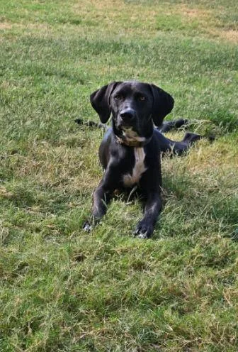 An adult large-sized male Labrador Retriever dog named Jag for adoption in McKinney, TX