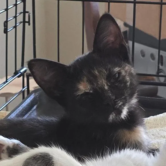 A baby small-sized female Tortoiseshell Domestic Short Hair cat named Myka for adoption in Grantsville, UT