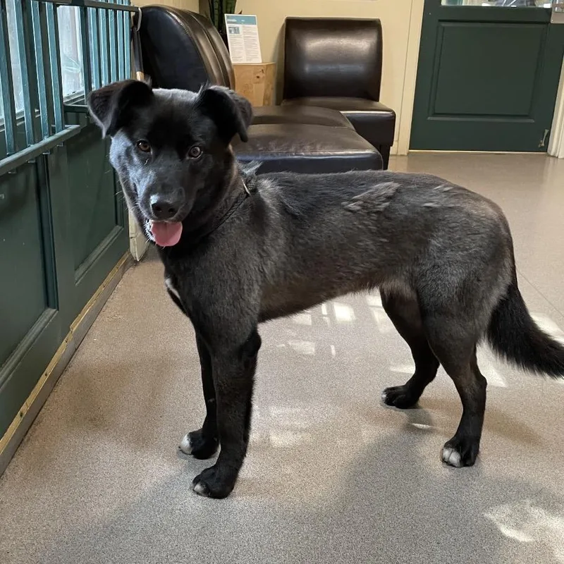 A young medium-sized female Black Shepherd dog named Hot Honey for adoption in Pasadena, CA
