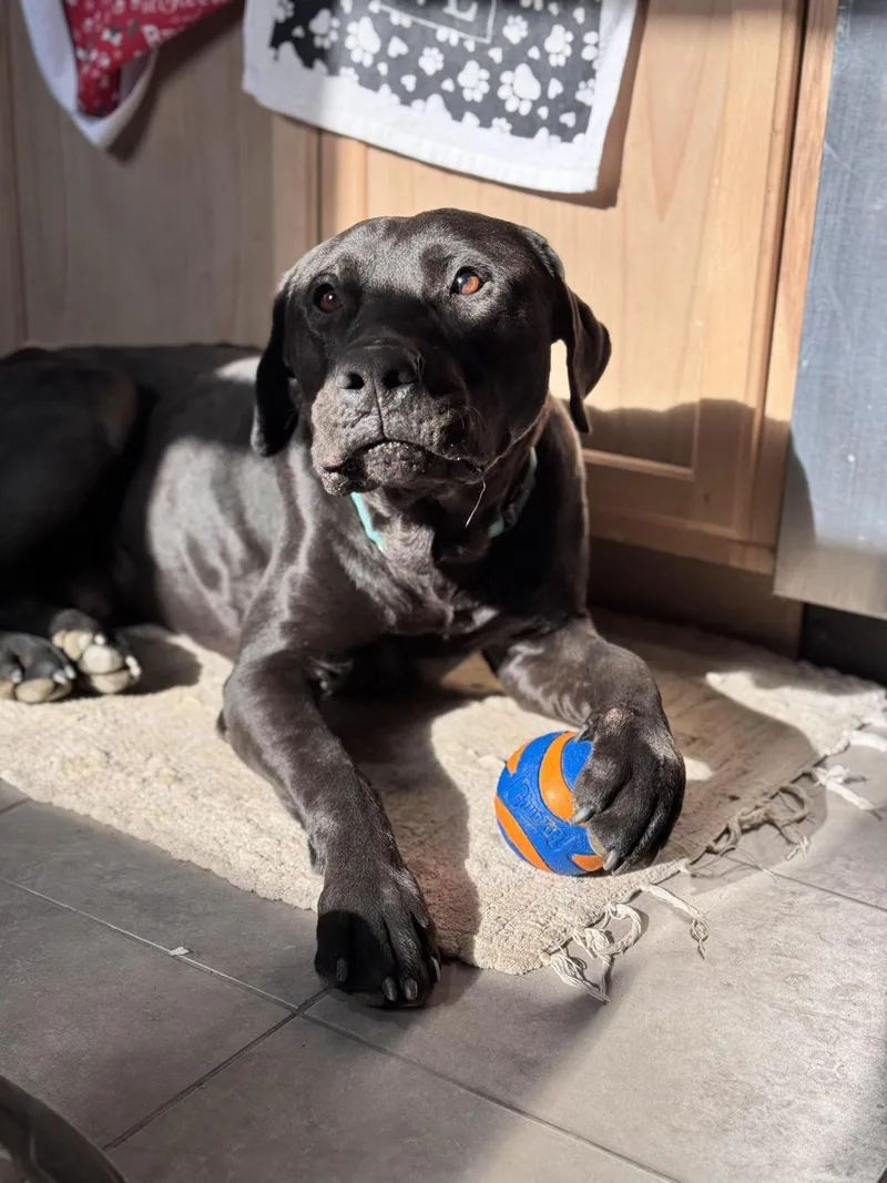 An adult extra large-sized male Labrador Retriever dog named Buddy for adoption in Stagecoach, NV