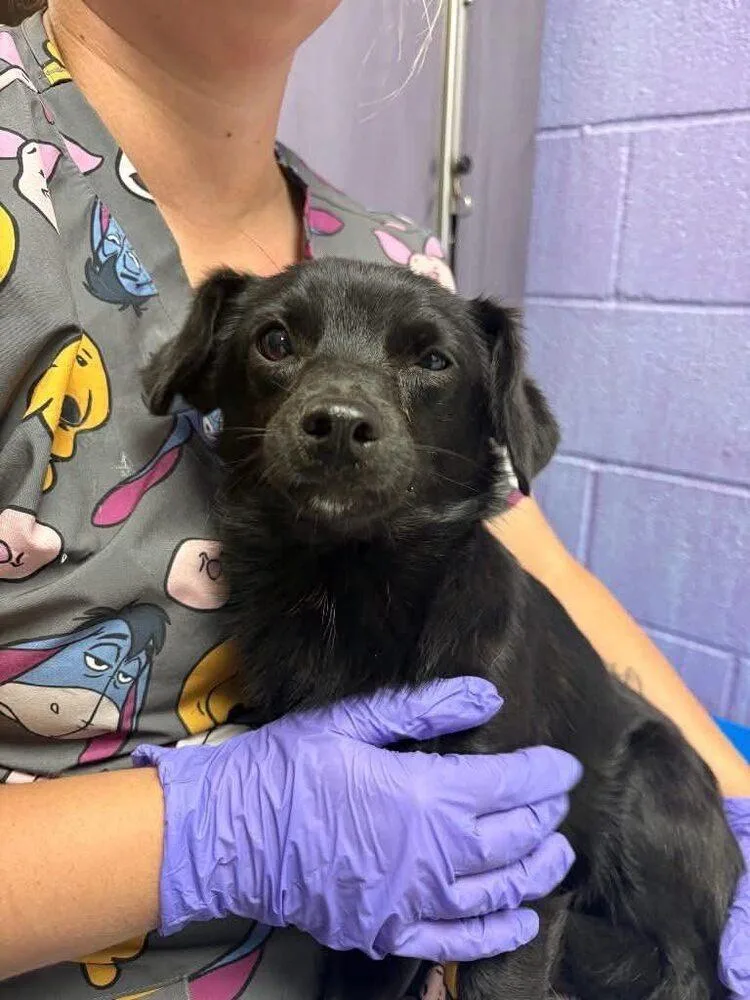 A young small-sized male Chihuahua dog named Bean for adoption in New York, NY