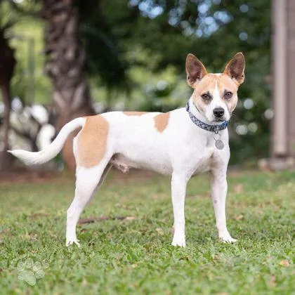 An adult medium-sized male Terrier dog named Bruce for adoption in Honolulu, HI