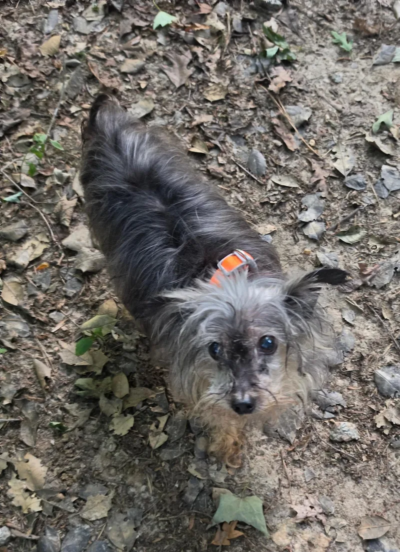 Penny
