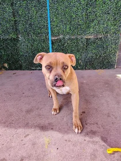 A young medium-sized female Brown / Chocolate Pit Bull Terrier dog named 61008908 for adoption in El Paso, TX