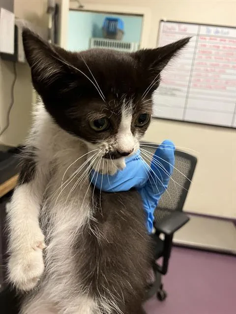 A baby small-sized female Domestic Short Hair cat named Aria for adoption in Long Beach, CA