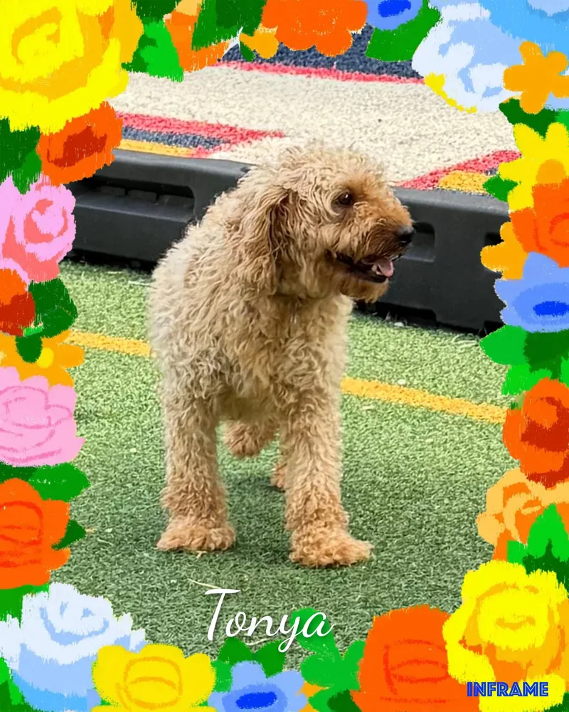An adult small-sized female Golden Goldendoodle dog named Tonya for adoption in Fredericksburg, VA