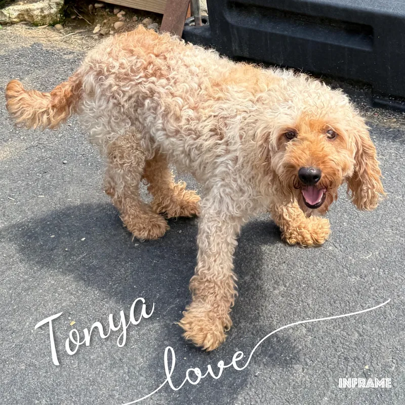 Tonya thumbnail 2