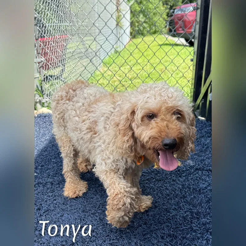Tonya thumbnail 3